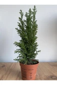 Chamaecyparis Lawsoniana Elwoodii Çamı Fidanı 30-40 Cm thumbnail 1