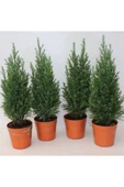 Chamaecyparis Lawsoniana Elwoodii Çamı Fidanı 30-40 Cm thumbnail 2