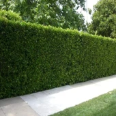 Çit Yapımına Uygun Herdem Yeşil Tüplü Soğuklara Dayanıklı Kurtbağrı(Ligustrum) Fidanı - 1