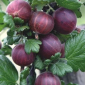 Dikensiz Ribes Uva Crispa Dikensiz Kırmızı Bektaşi Üzümü Fidanı Nadir Bitki - 1
