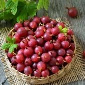 Tüplü Hinnonmaki Red Kırmızı Bektaşi Üzüm Fidanı Soğuklara Dayanıklı - 3
