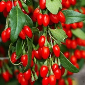 Soğuklara Dayanıklı İnstant Success Kırmızı Meyveli Goji Berry Fidanı Seneye Meyve Verir - 1