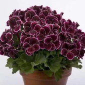 Nadir Aristo  Black Beauty Sardunya Çiçeği Fidesi (1  adet) thumbnail 1