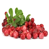 Soğuklara Dayanıklı Cranberry Turna Yemişi Kırmızı Yaban Mersini Fidanı Herdem Yeşil - 1