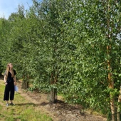Tüplü Soğuklara Dayanıklı Şifalı Betula Pubescens Betula Alba Huş Ağacı Fidanı - 1