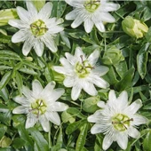 Tüplü Soğuklara Dayanıklı Kokulu Beyaz Çiçekli Passiflora Constance Elliott Çiçeği Fidanı - 2