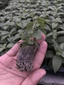 XXL Çiçekli Katmerli Marbeller Double White Pink Küpe Çiçeği Fidesi (1 adet) - 2