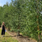 Tüplü Soğuklara Dayanıklı Şifalı Betula Pubescens Betula Alba Huş Ağacı Fidanı - 2