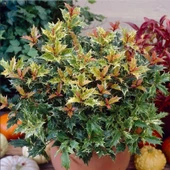 Çiçekleri Kokulu Herdem Yeşil Osmanthus Heterophyllus Tricolor Fidanı Soğuklara Dayanıklı - 1