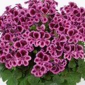 PAC  Angeleyes Blueberry Sardunya Fidesi (1 adet) - 1
