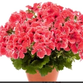 Aristo Orange Sardunya Canan Çiçeği Fidesi (1 adet) thumbnail 1