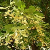 Soğuklara Dauyanıklı Tilia Cordata Büyük Yapraklı Ihlamur Fidanı - 2