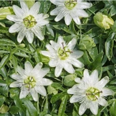 Tüplü Soğuklara Dayanıklı Kokulu Beyaz Çiçekli Passiflora Constance Elliott Çiçeği Fidanı - 1