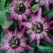 Tüplü Soğuklara Dayanıklı Pembe Çiçekli Passiflora Victoria Çiçeği Fidanı - 1
