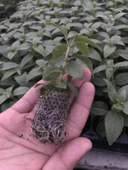 Rosy Violet 3 Renkli İri Çiçekli Küpe Çiçeği Fidesi (1 adet) - 2