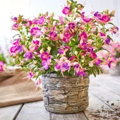 Rosy Violet 3 Renkli İri Çiçekli Küpe Çiçeği Fidesi (1 adet) - 1