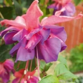 XXL Çiçekli Katmerli Marbeller Double Pink Blue Küpe Çiçeği Fidesi (1 adet) - 1