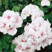 Sarkan Grandeur Ivy White Sakız Sardunya Fidesi (1 adet) thumbnail 1