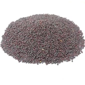 Hardal Tohumu Siyah 1 kg, Derya Eren thumbnail 3