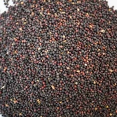 Hardal Tohumu Siyah 1 kg, Derya Eren thumbnail 4