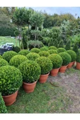 (buxus Sempervirens) Şimşir Fidanı 30-40 cm - 2