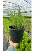 Biberiye Bitkisi Fidanı 10-30 Cm Rosmarınus Offıcınalıs - 2