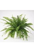 Aşk Merdiveni Çiçeği Fidanı 10-20 cm - 1