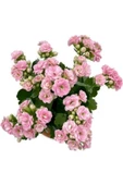 Kalanchoe (Kalanşo) Çiçeği Fidanı Pembe 10-20 cm thumbnail 1
