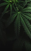 HELLO NATURE CANNABIS OIL BODY BALM 250 ML - 2