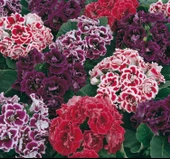 Bardak Menekşesi Tohumu ( Çoklu Tohum ) Karışık Renkli - 5 Tohum - 1