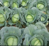 LAHANA BEYAZ ( ÇOKLU TOHUM ) - 5 Gram - 2