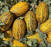 KAVUN KIRKAĞAÇ ( ÇOKLU TOHUM ) - 5 Gram - 2