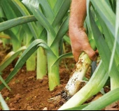 PIRASA ( ÇOKLU TOHUM ) - 5 Gram - 2