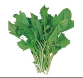 TERE İNCE ( ÇOKLU TOHUM ) - 10 Gram - 1