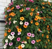 Kara Gözlü Suzan Çiçeği Tohumu - Karışık Renkli ( 5 Tohum ) - 1