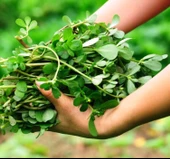 SEMİZOTU ( ÇOKLU TOHUM ) - 5 Gram - 2