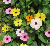 Kara Gözlü Suzan Çiçeği Tohumu - Karışık Renkli ( 5 Tohum ) - 2