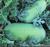 KARPUZ CHR.BEYAZ ( ÇOKLU TOHUM ) - 5 Gram - 2