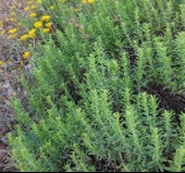 KEKİK ( ÇOKLU TOHUM ) - 3 Gram - 2