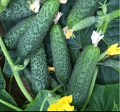 SALATALIK KORNİŞON ( ÇOKLU TOHUM ) - 3 Gram - 2