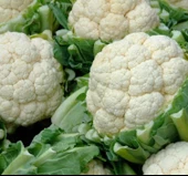 KARNIBAHAR ( ÇOKLU TOHUM ) - 5 Gram - 2