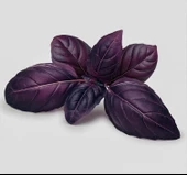 REYHAN MOR ( ÇOKLU TOHUM ) - 5 Gram - 1