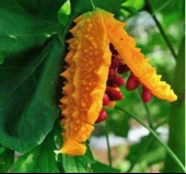 KUDRET NARI ( ÇOKLU TOHUM ) - 10 Adet - 2