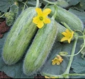 ACUR TÜYLÜ ( ÇOKLU TOHUM ) - 5 Gram - 2