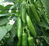 BİBER JALEPONE ( ÇOKLU TOHUM ) - 3 Gram - 2