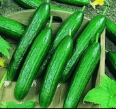 SALATALIK BEITH ALPHA İTHAL ( ÇOKLU TOHUM ) - 5 Gram - 2