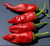 BİBER MARAŞ  ( ÇOKLU TOHUM ) - 5 Gram - 2