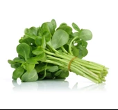 SEMİZOTU ( ÇOKLU TOHUM ) - 5 Gram - 1