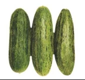 ACUR TÜYLÜ ( ÇOKLU TOHUM ) - 5 Gram - 1