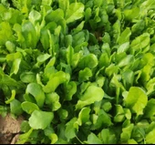 TERE İNCE ( ÇOKLU TOHUM ) - 10 Gram - 2